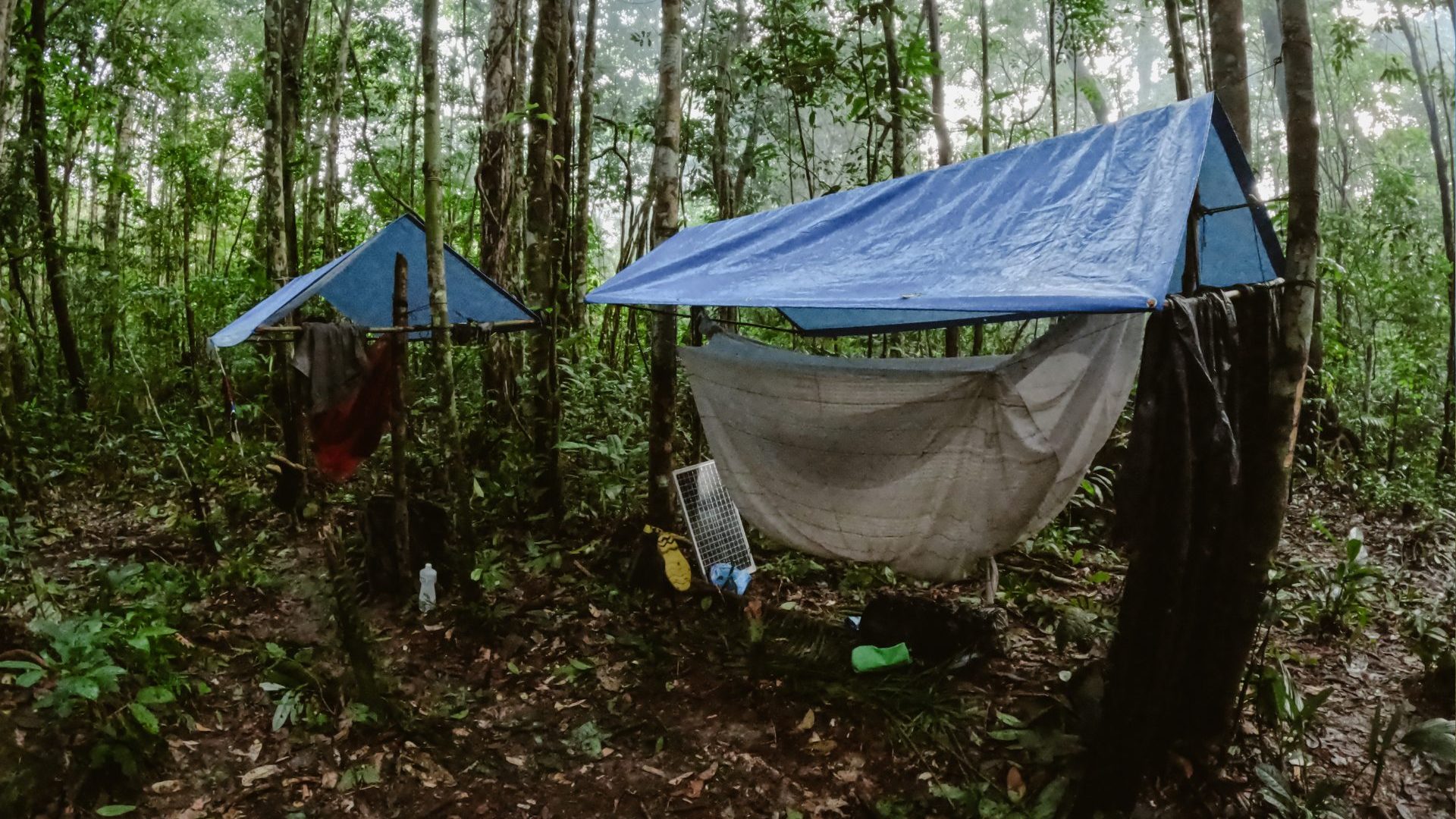 Two tarp tents with hammocks strung between trees in green jungle.