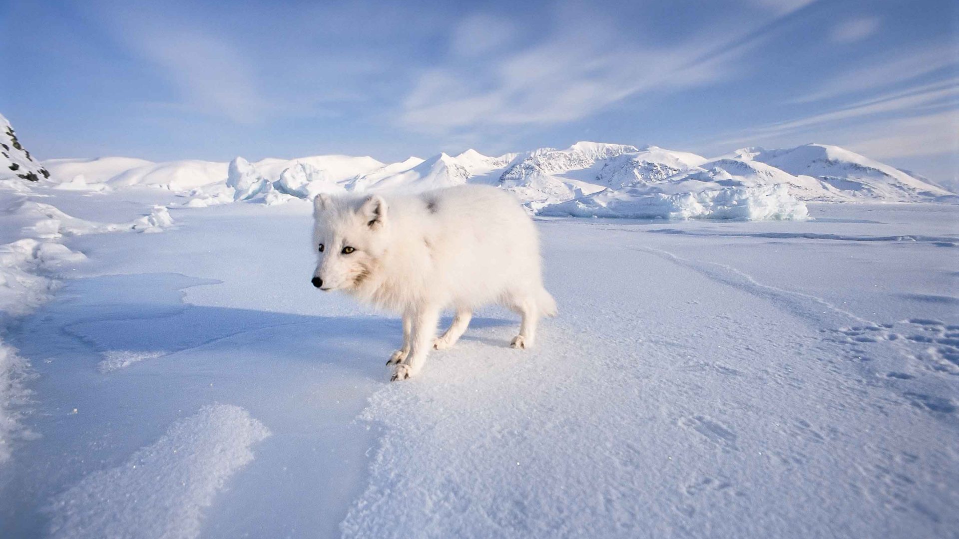 An Arctic Fox walks across the snow.