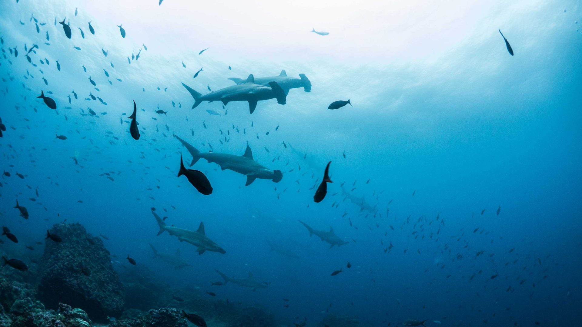 Sharks in blue water.