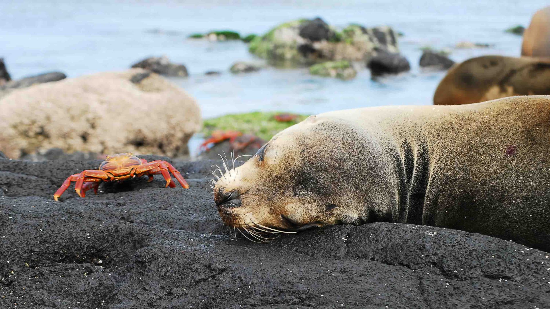 Photo: A sea lion rests alongside orange crabs.