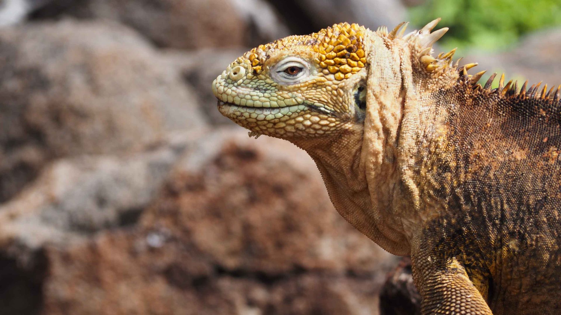 The head of an iguana with rocks in the background.