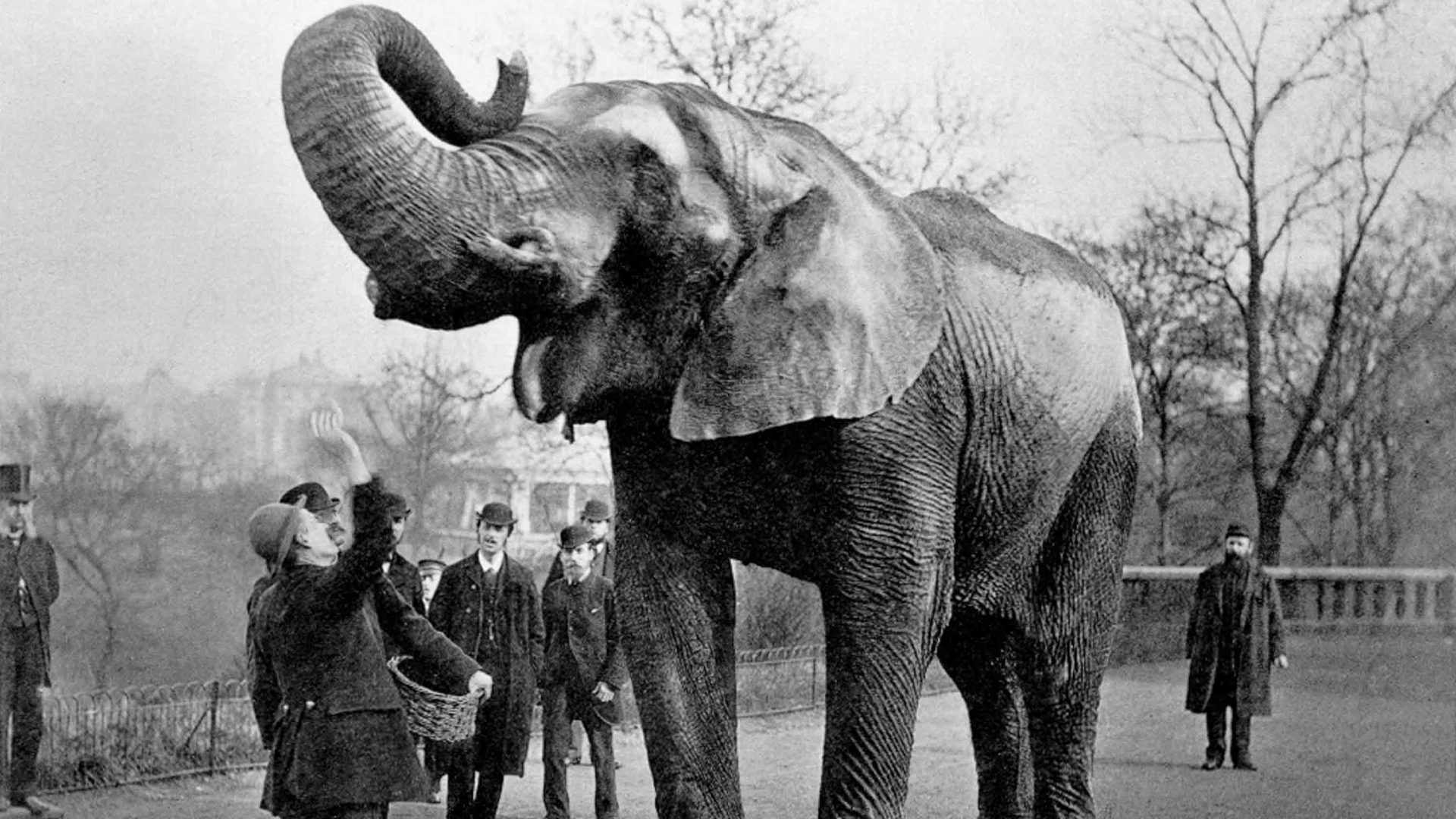 A black and white photo of a large elephant raising its trunk. A man stands below it with other men nearby.