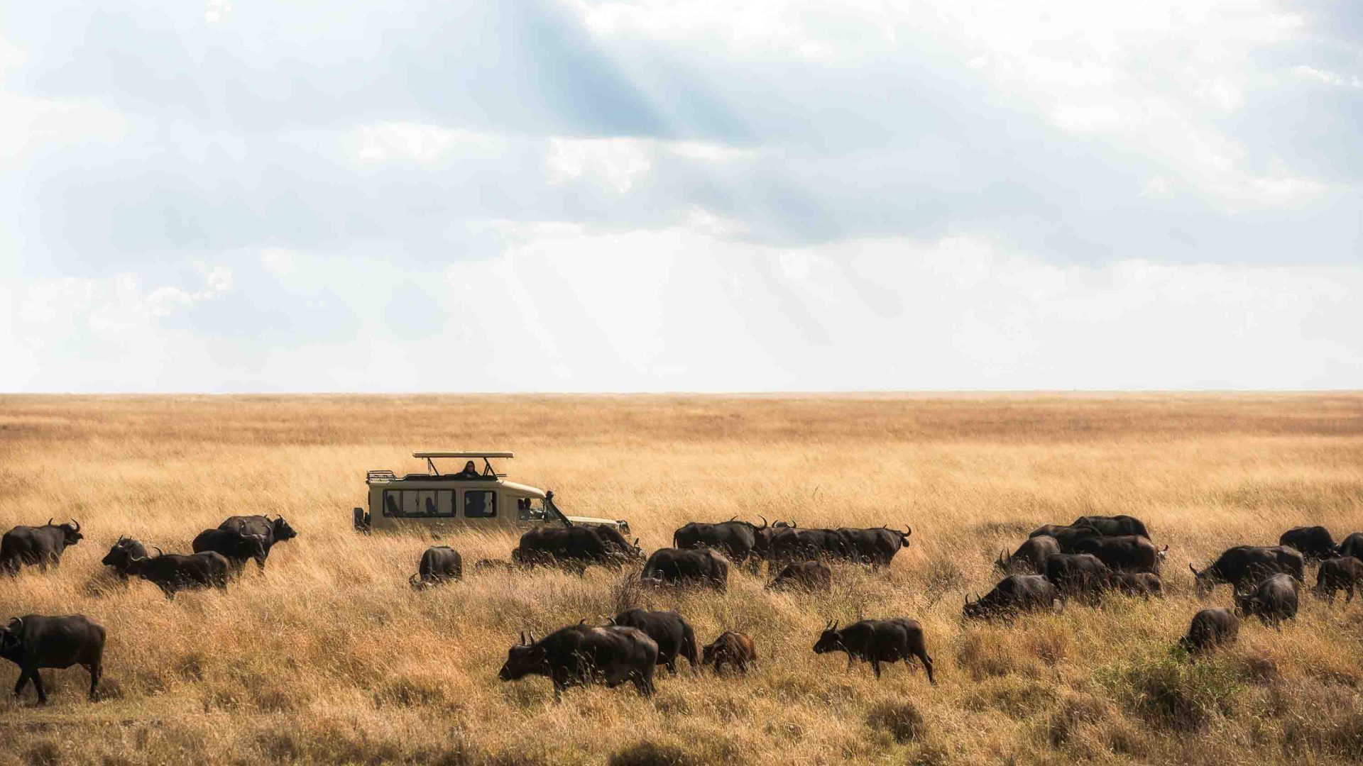 A herd of wildebeest eats grass while a jeep drives past.