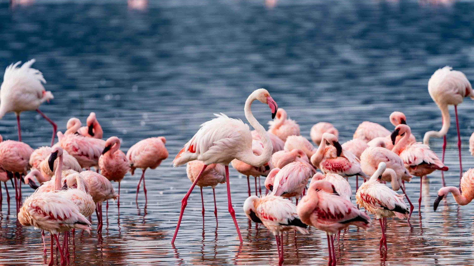 Pink flamingoes stand in water.
