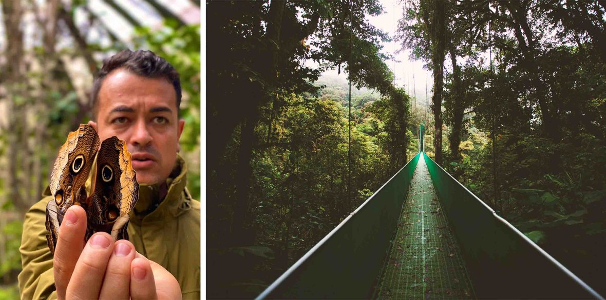 Left: A man holds up a butterfly. Right: A suspension bridge through a forest.