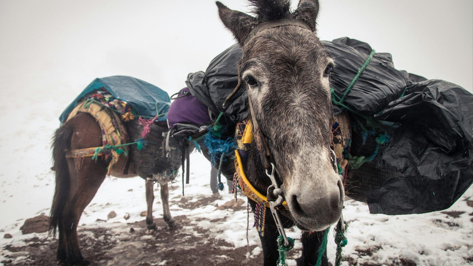 Two mules with baggage on their backs.