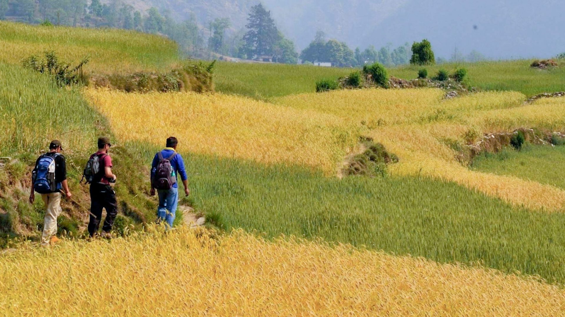 Three tourists walk single file through yellow and green fields.