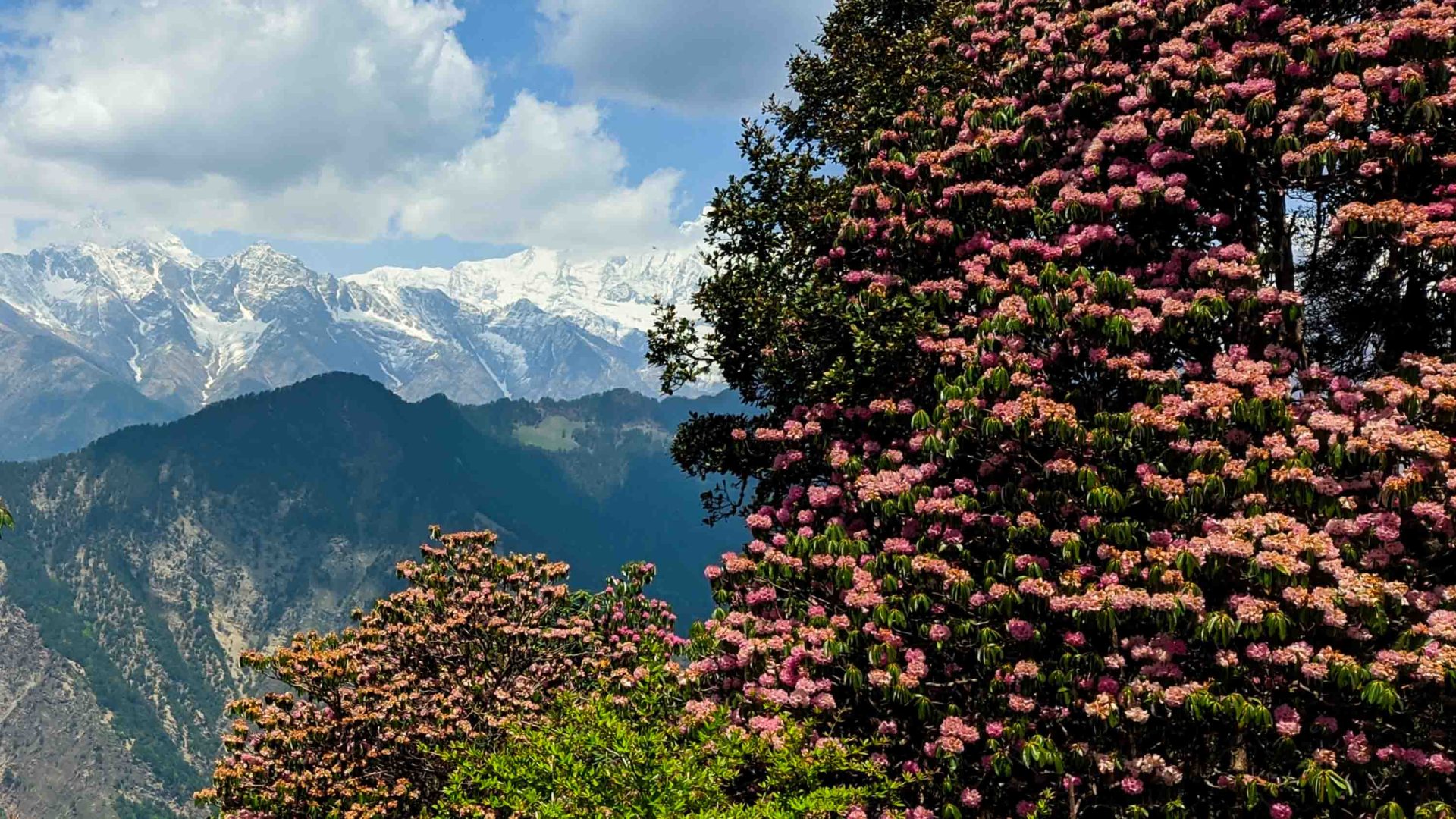 A big pink flowering tree in the foreground and snowy mountains in the background.