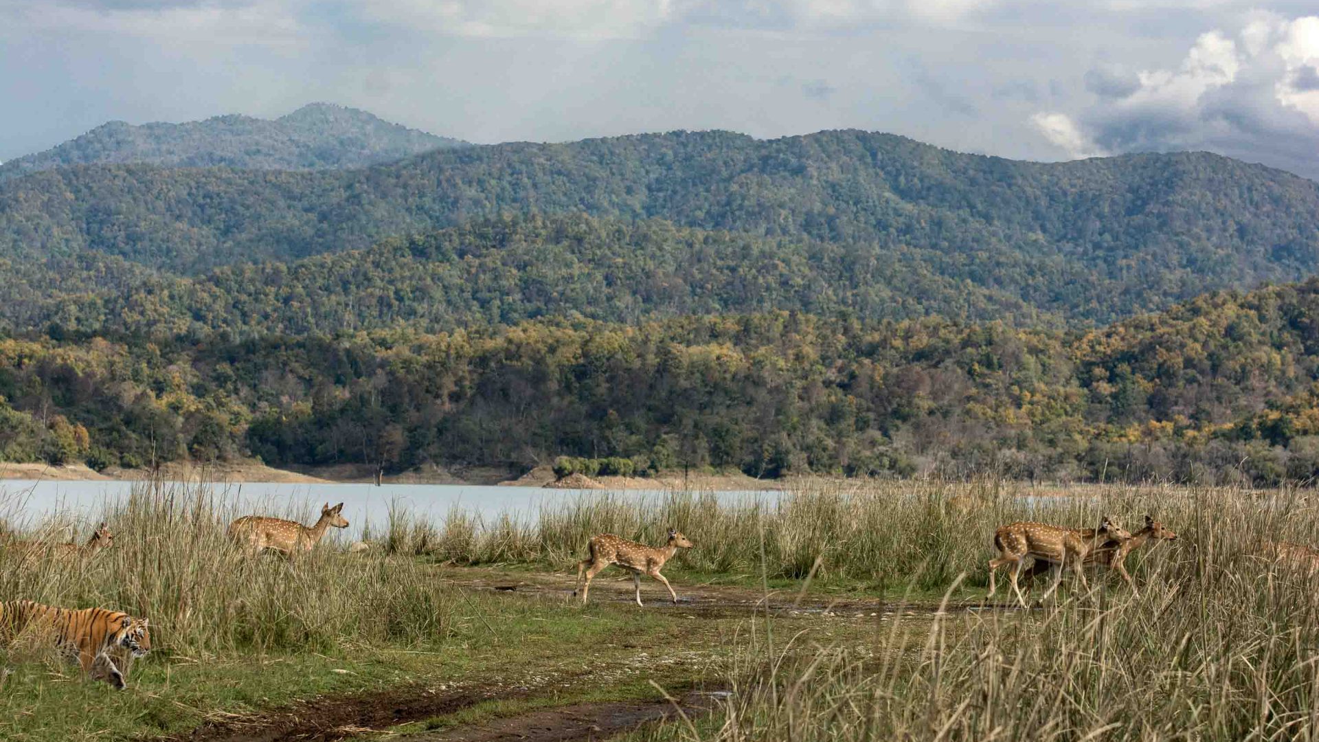 A tiger chases deer past a waterhole.