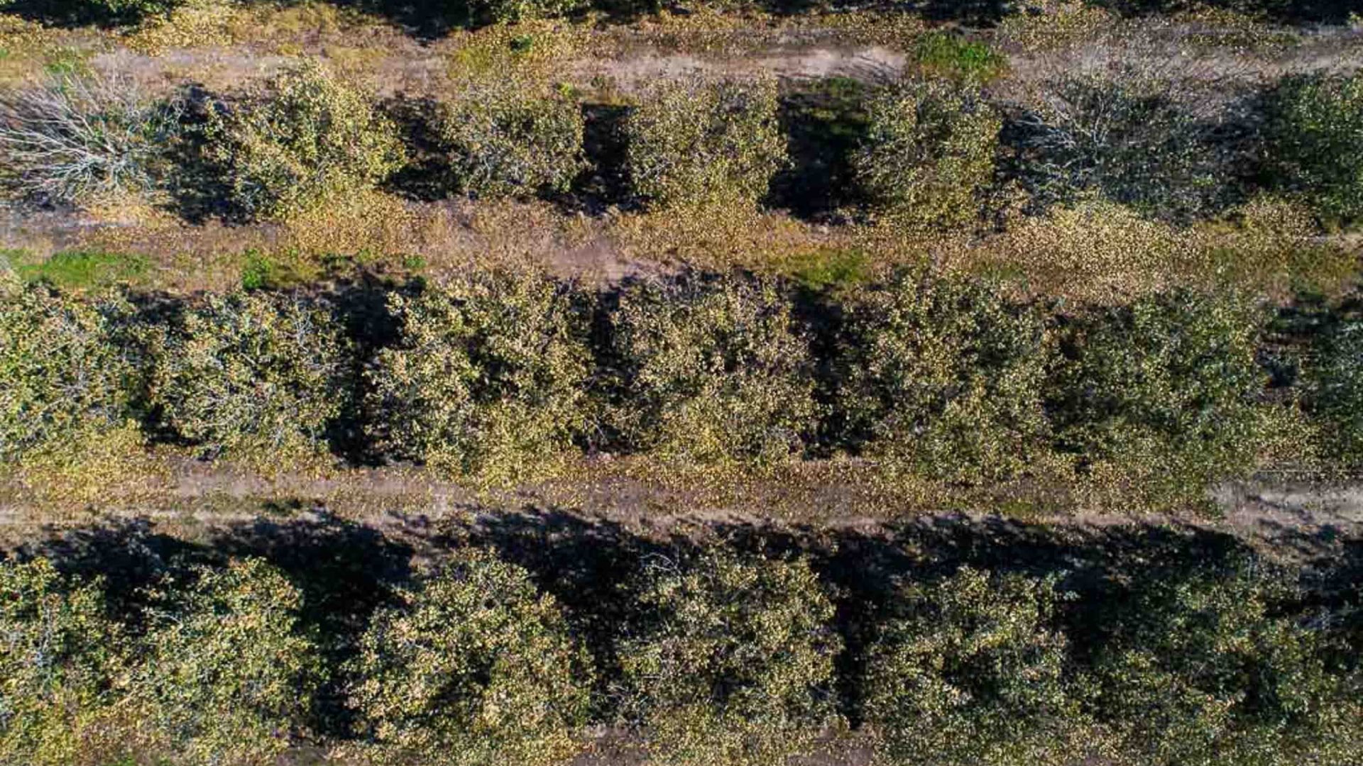 A drone photo of a pistachio farm showing rows of trees.
