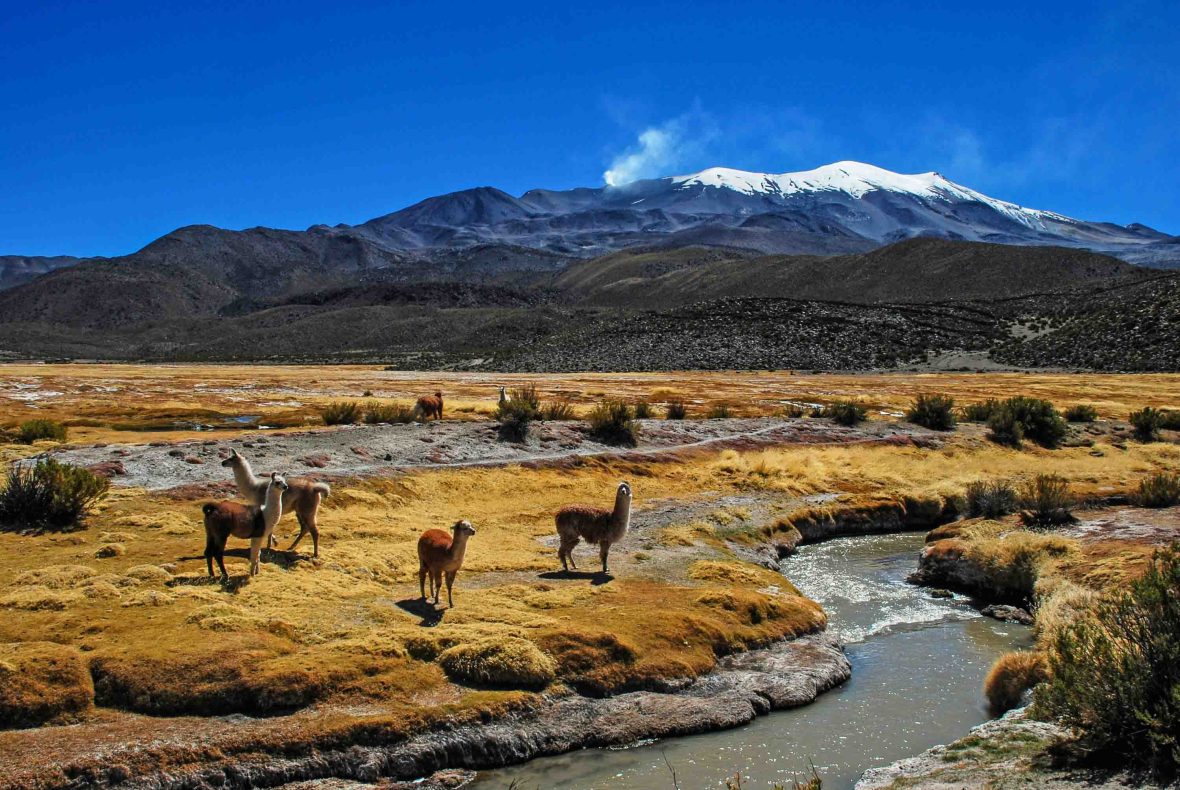 Llamas by a river with a mountain in the background.