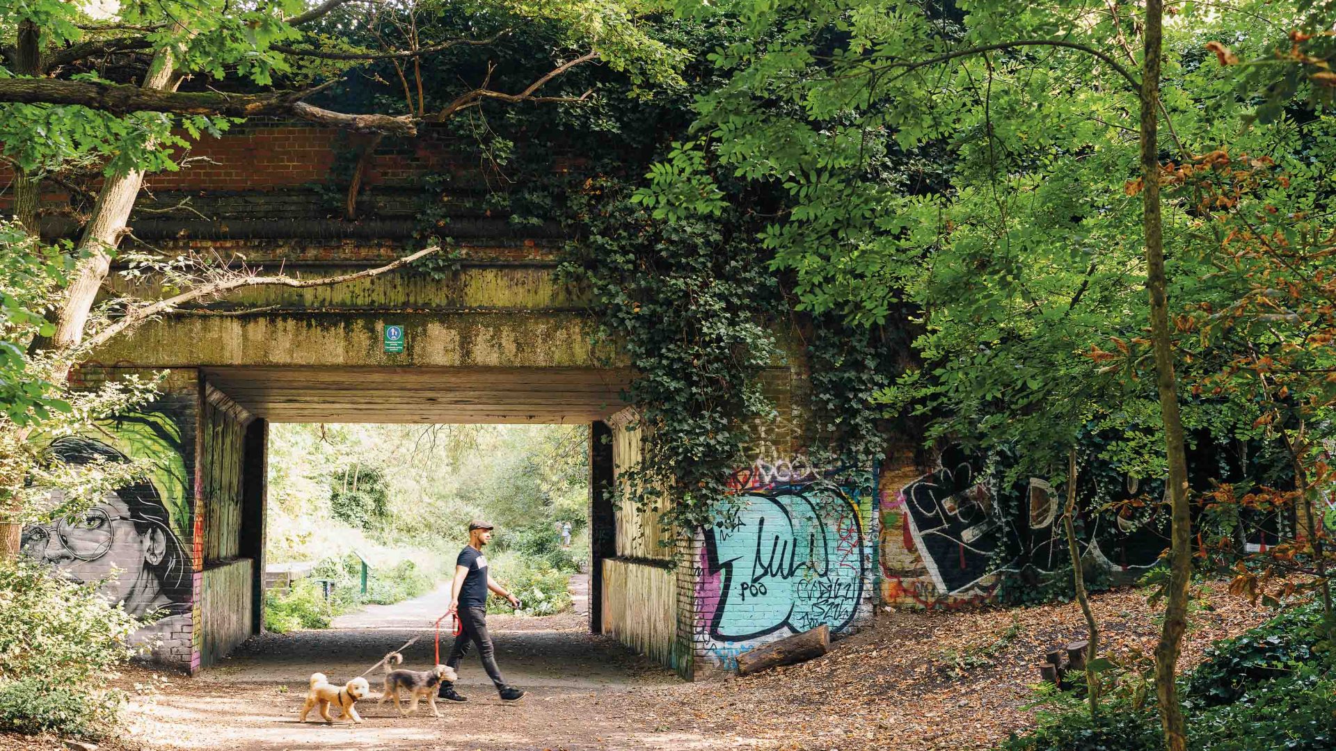 A man walks his two dogs past a tree covered bridge with graffiti on it.