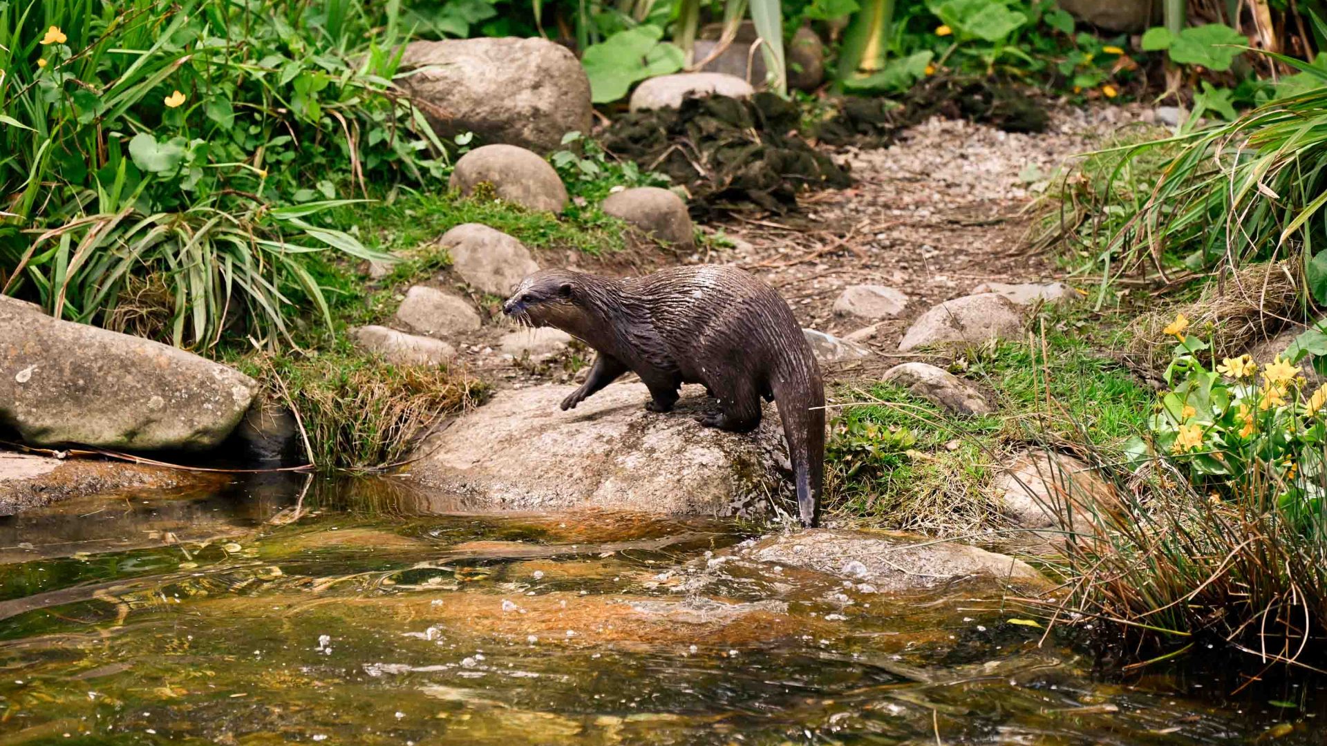 An otter on some rocks by a river.