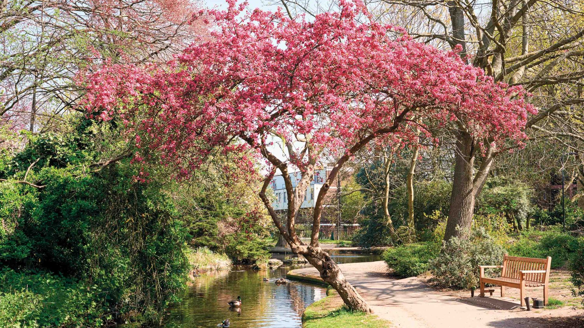 A canal lined with trees and blossoms.