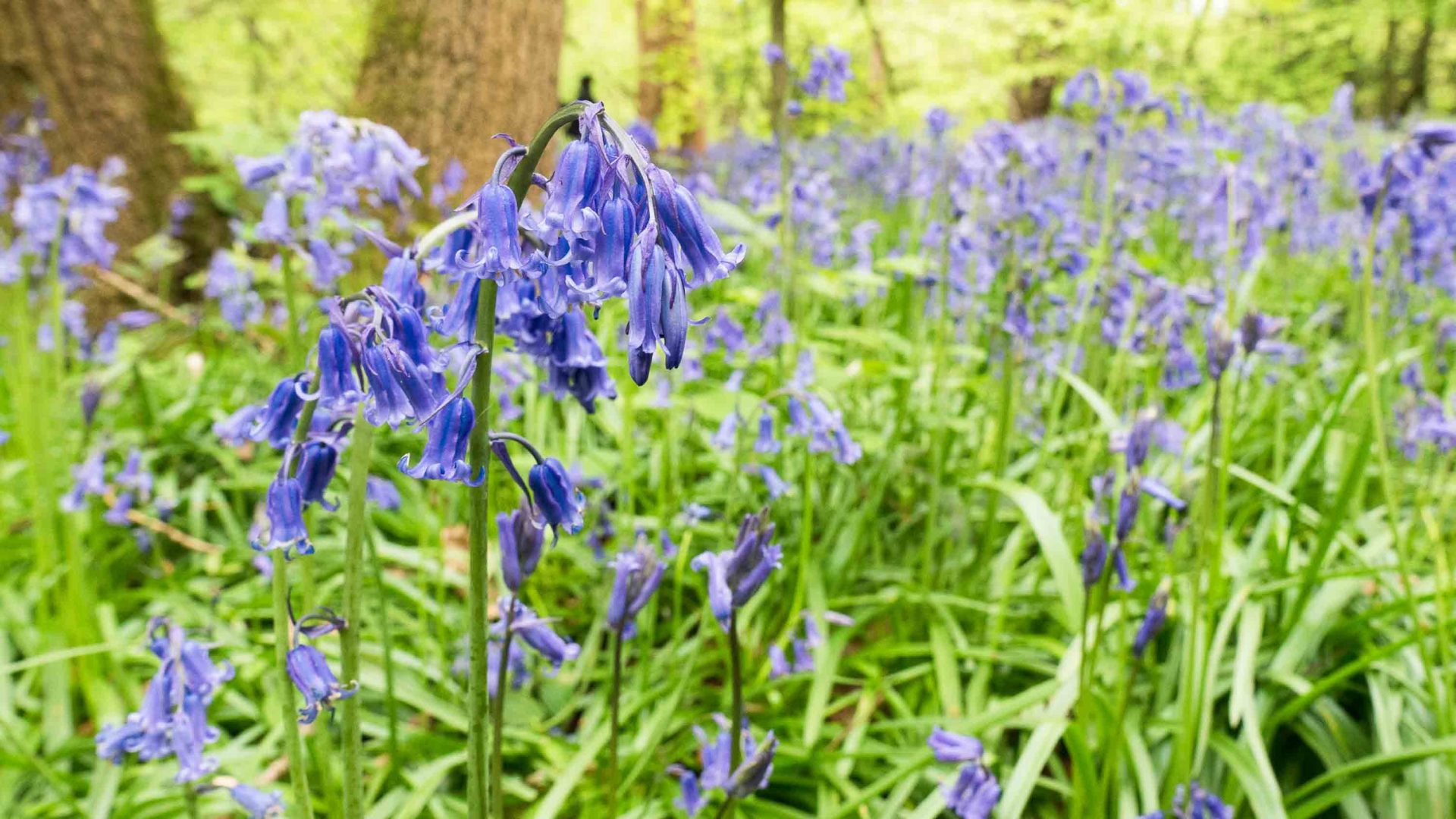 Bluebells growing in the woods.