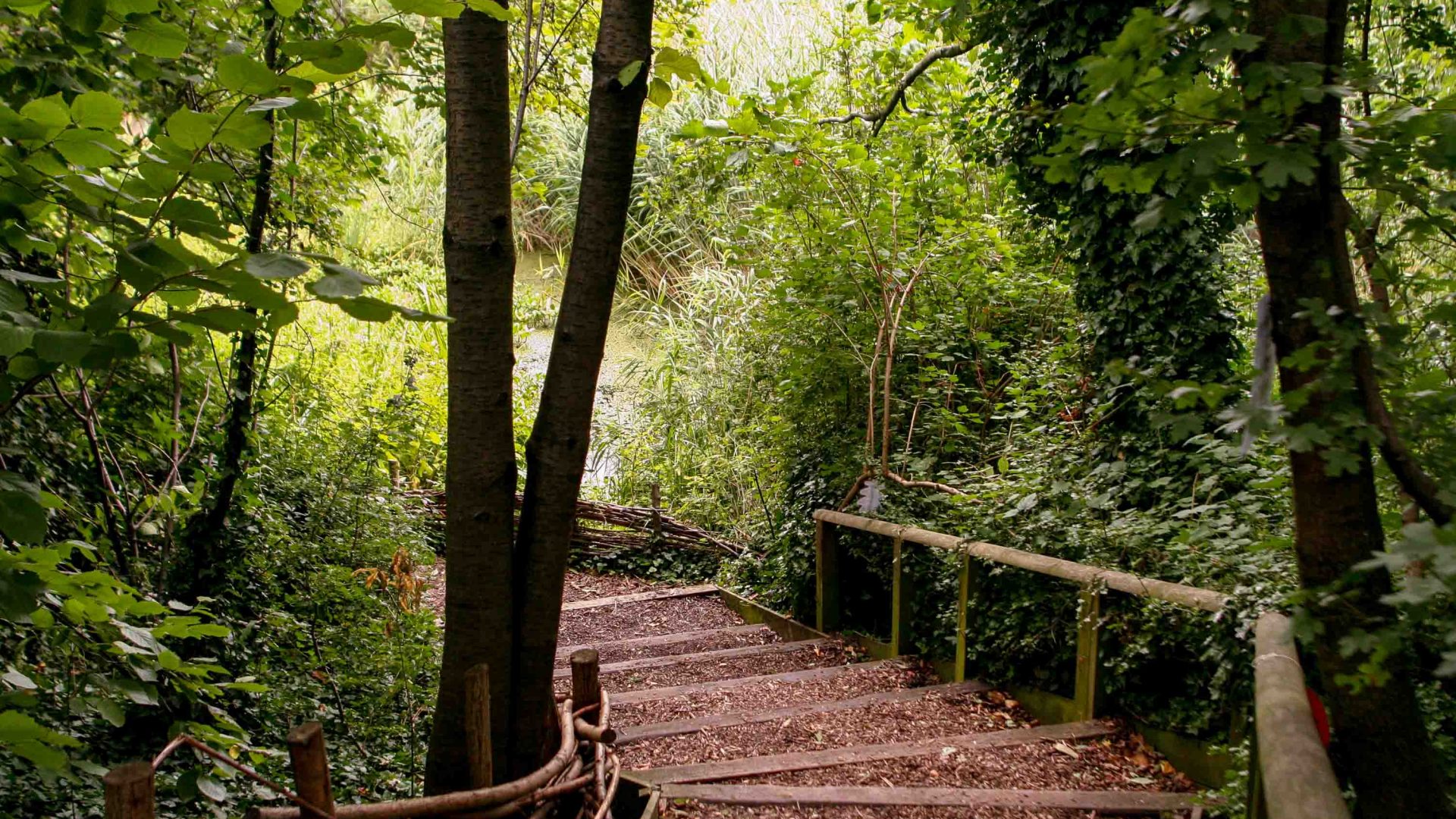 Steps lead down through a forested area.