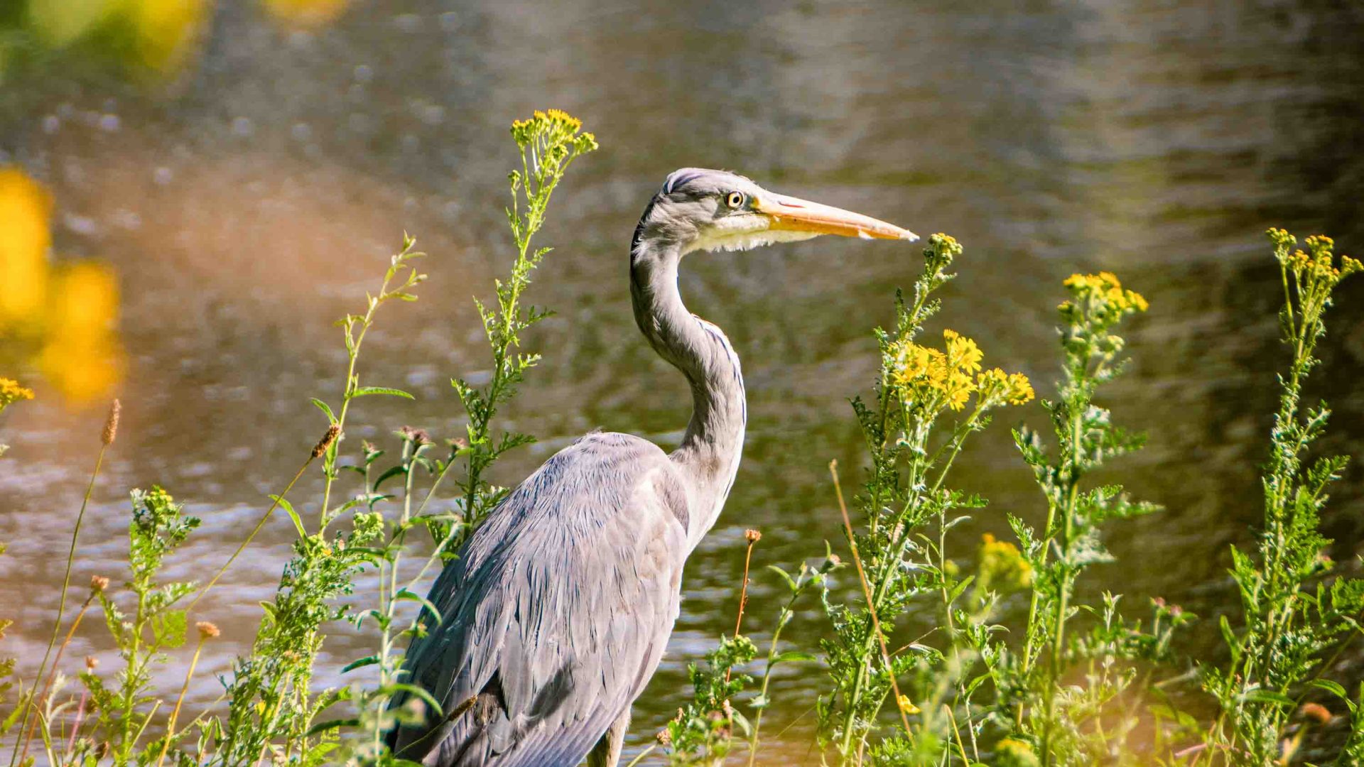 A grey Heron bird by the water.