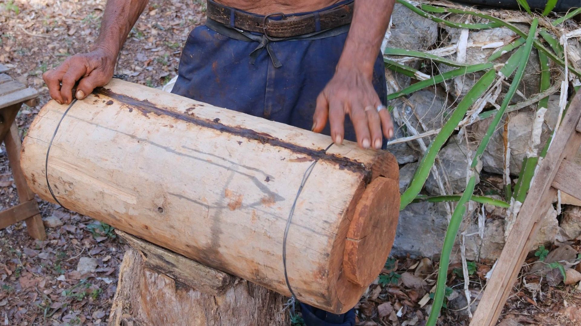 Two arms rest upon a traditional hive made of a tree trunk