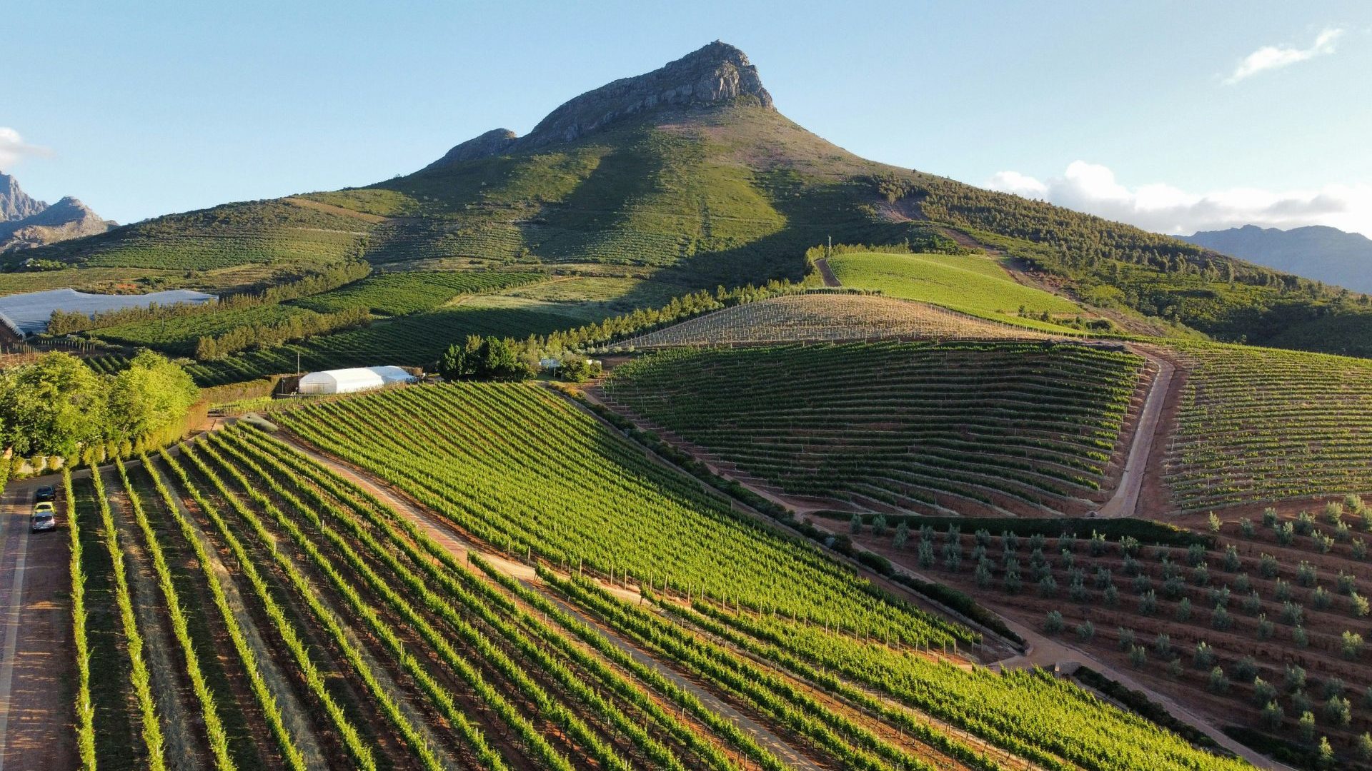 Green mountain above green vineyard