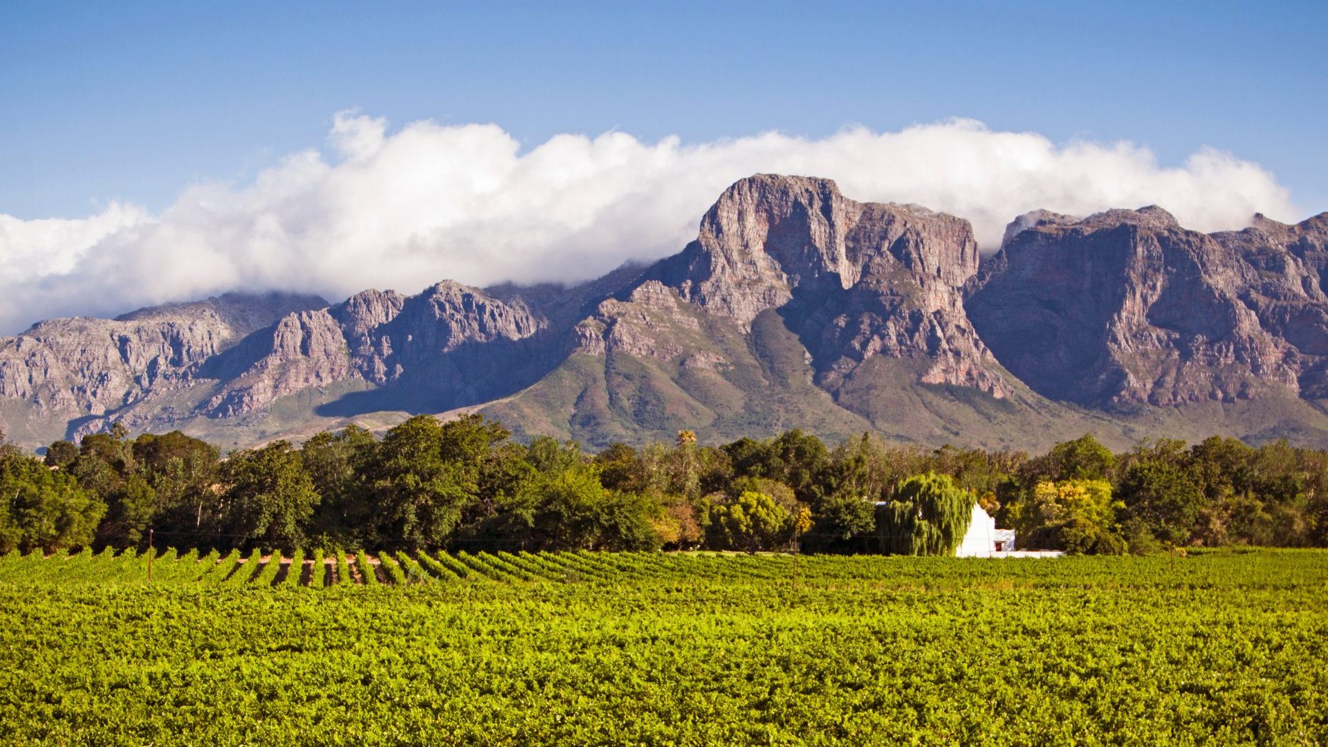 Mountain above green vineyard.