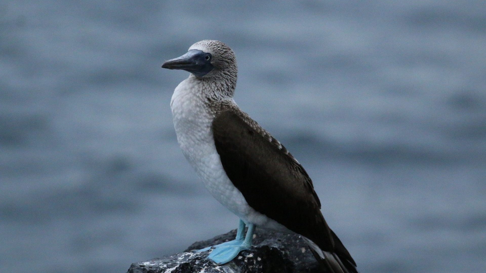 A bird with a white chest, black feathers and bright blue feet perches on a rock