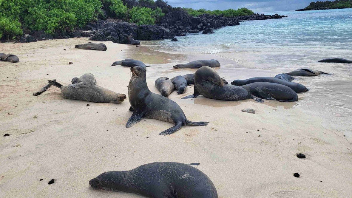 The voice of Sir David Attenborough defined my youth. And in the Galápagos, I heard him even louder