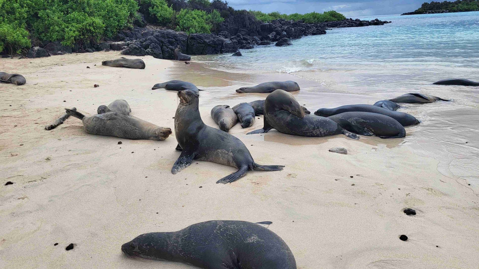 The voice of Sir David Attenborough defined my youth. And in the Galápagos, I heard him even louder