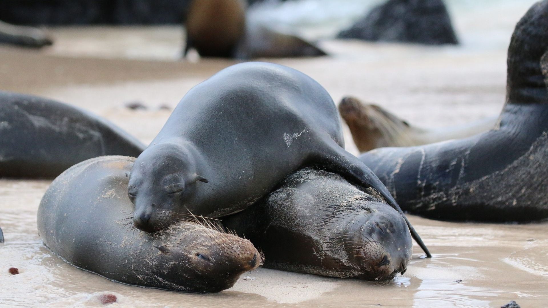 A sea lion lies on top of two other sea lions on a beach.