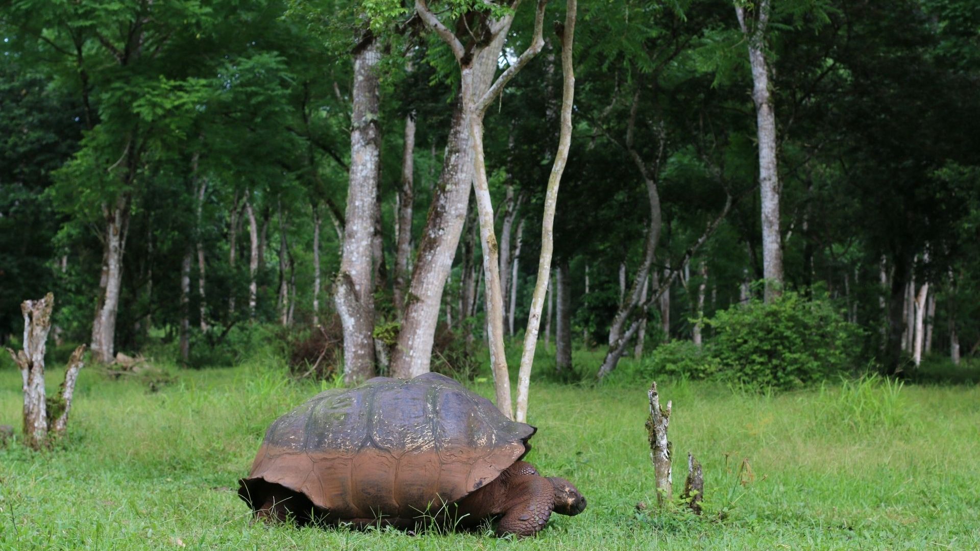 A giant tortoise on the grass with trees in the background