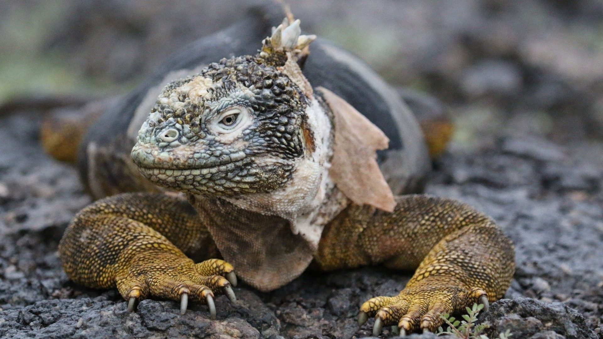 A close-up of a land iguana