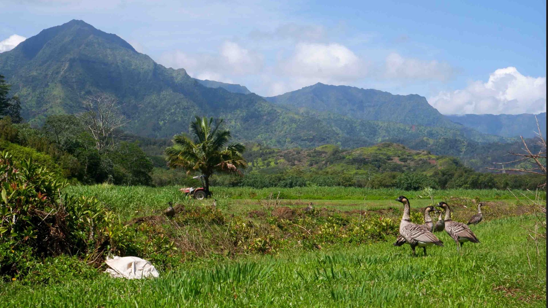 Birds in a grassy area with mountains in the background.