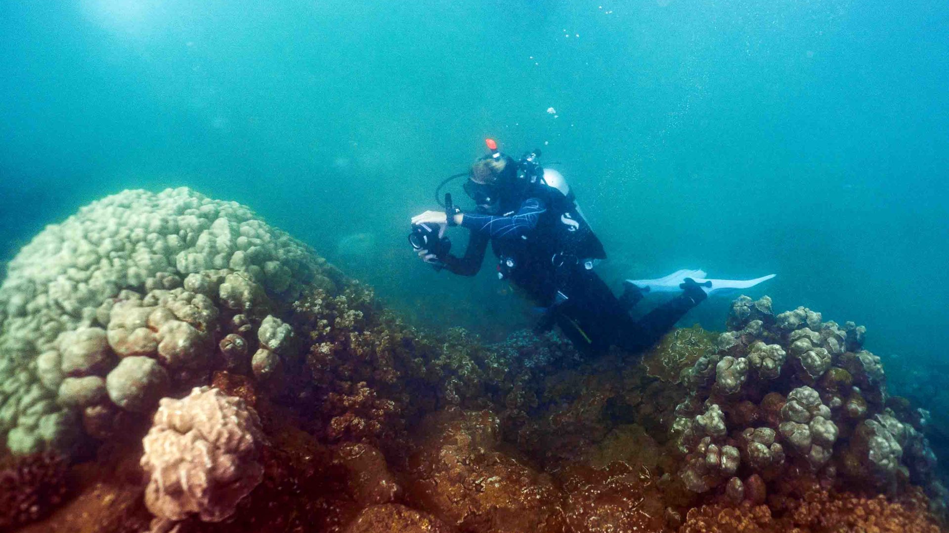 A diver photographs coral.