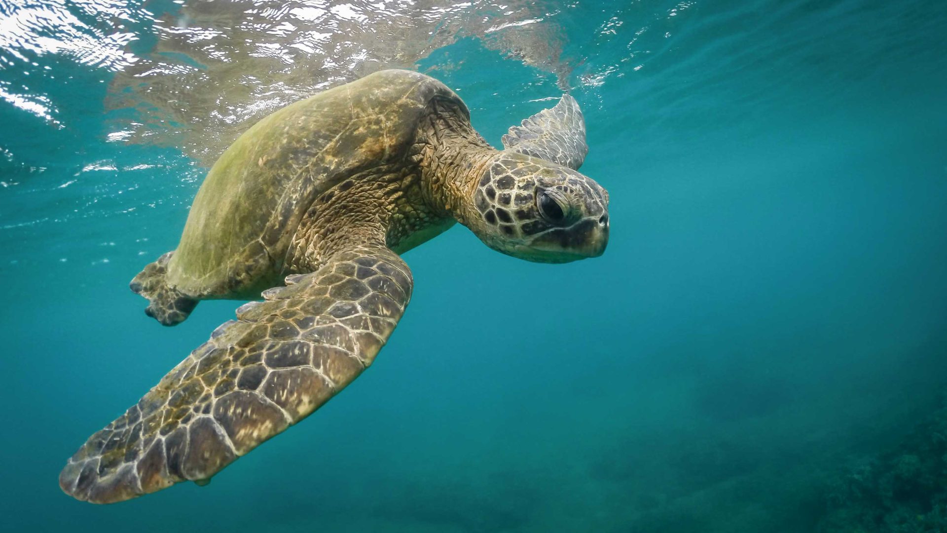 A green sea turtle swimming in the water.