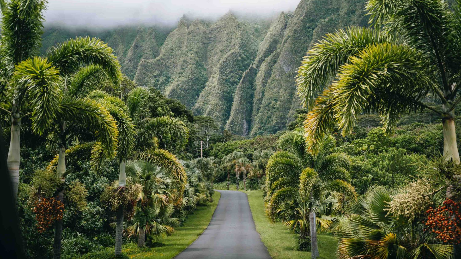 A road goes through lush vegetation and mountains.