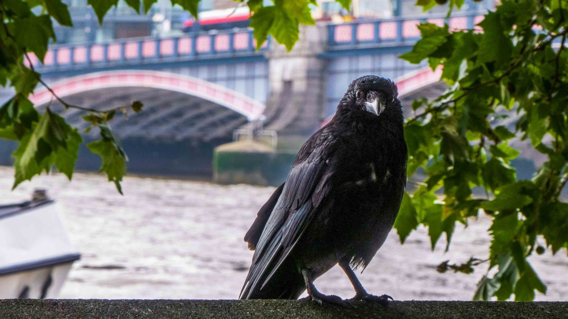 A black bird on a wall with a bridge and river behind it.