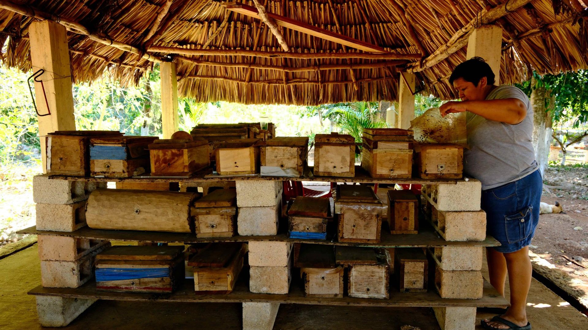 A woman checks a stack of wooden hives.