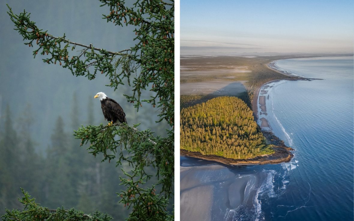 Left: Bald eagle sits on branch; Right: Aerial view of coastline near Hiellen Village Longhouses