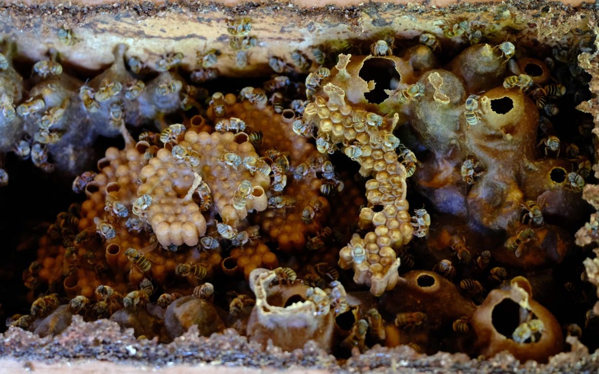 Why these traditional beekeepers in Mexico are working to save a native stingless bee