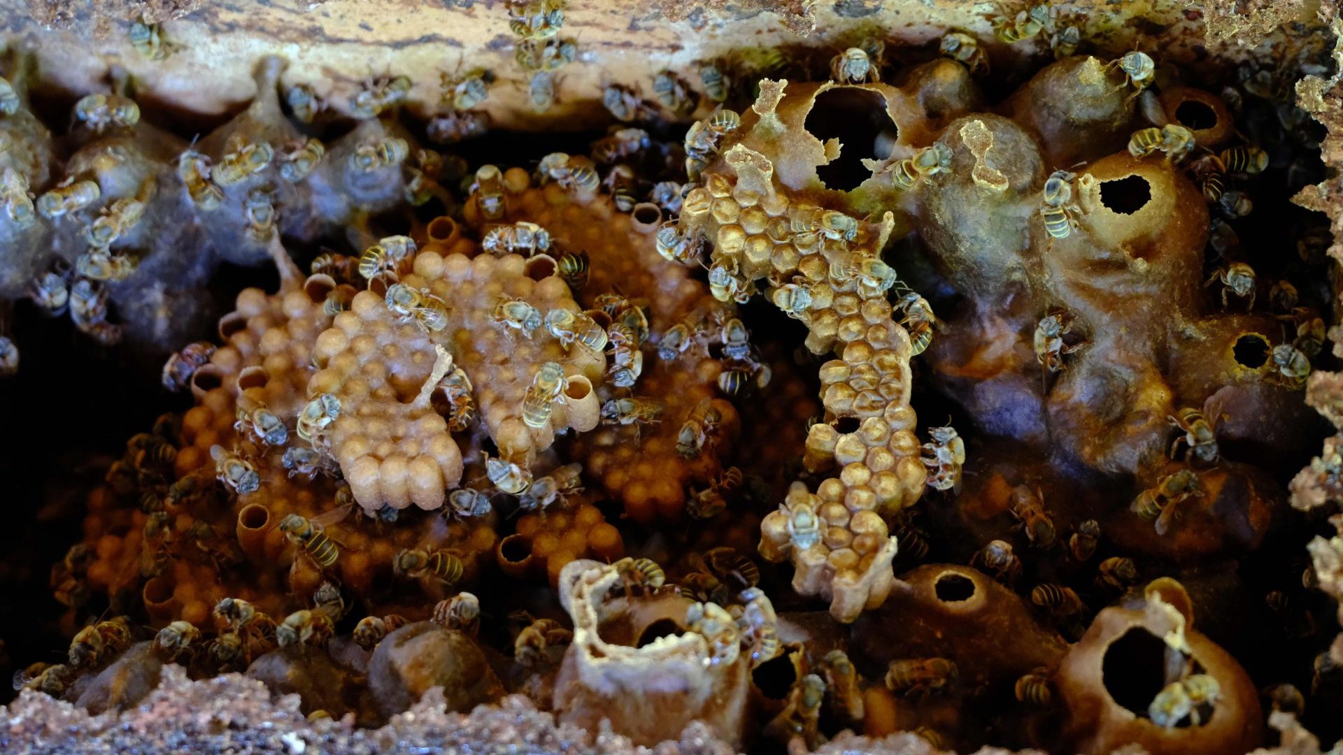 Why these traditional beekeepers in Mexico are working to save a native stingless bee