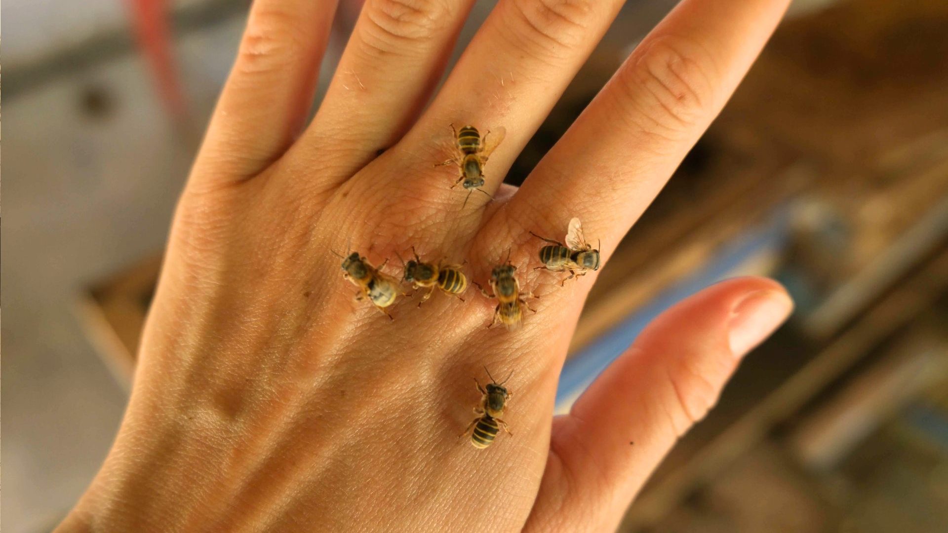 Close-up of several bees on someone's hand to illustrate their stingless qualities.