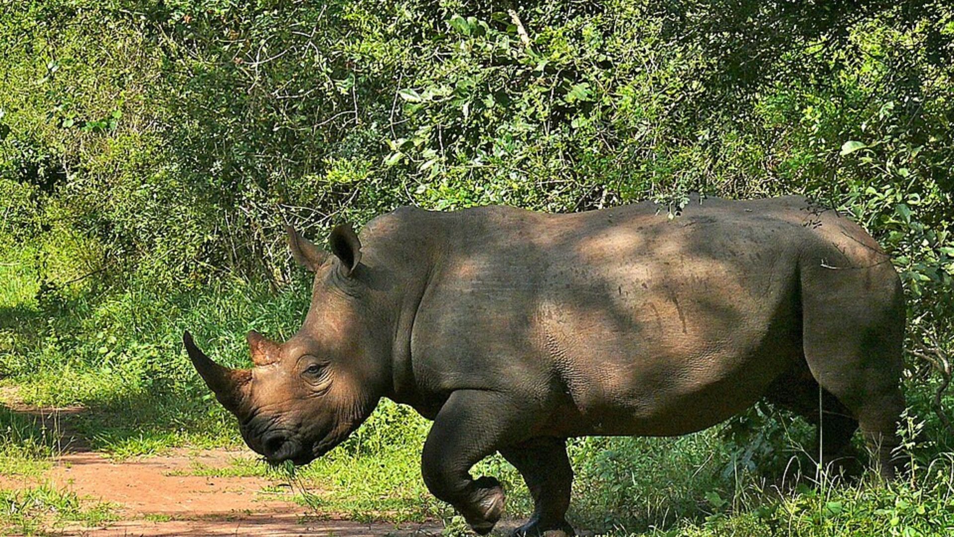 Poached to extinction, rhinos have returned to this Ugandan national park after 40 years