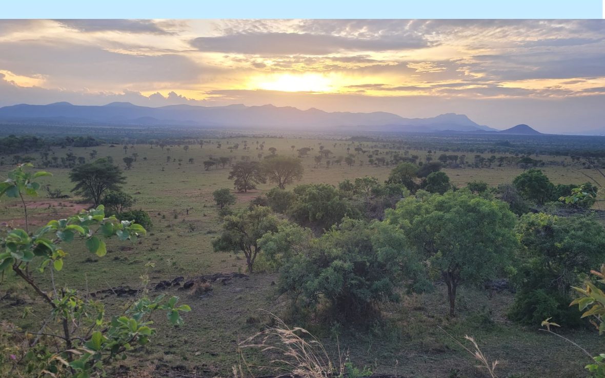 Poached to extinction, rhinos have returned to this Ugandan national park after 40 years