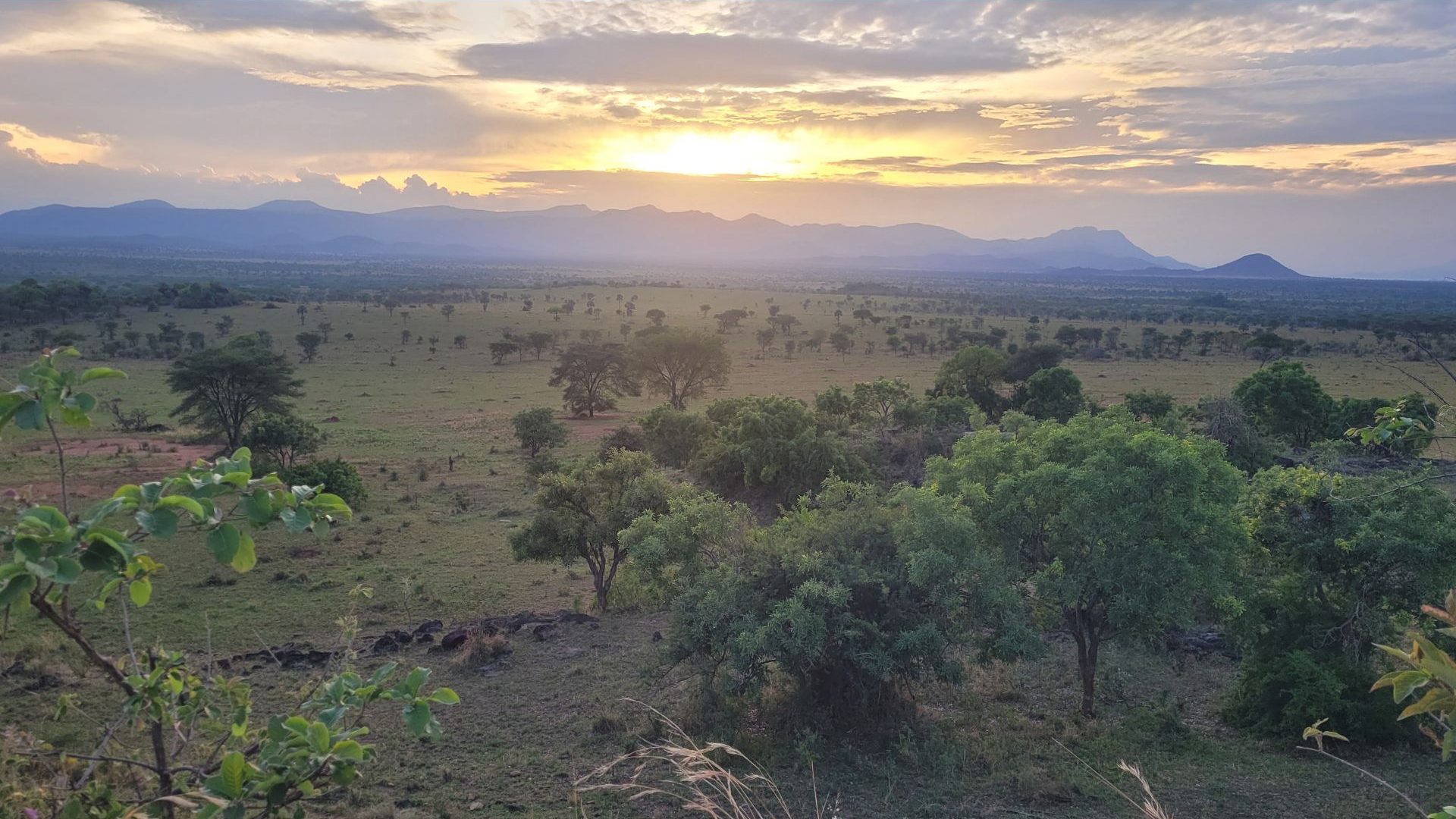 Poached to extinction, rhinos have returned to this Ugandan national park after 40 years