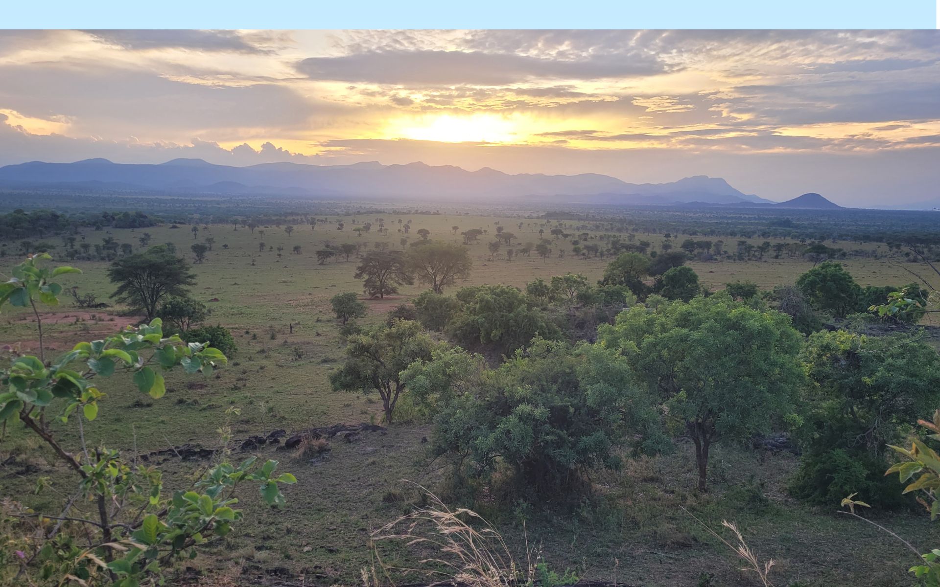 Poached to extinction, rhinos have returned to this Ugandan national park after 40 years