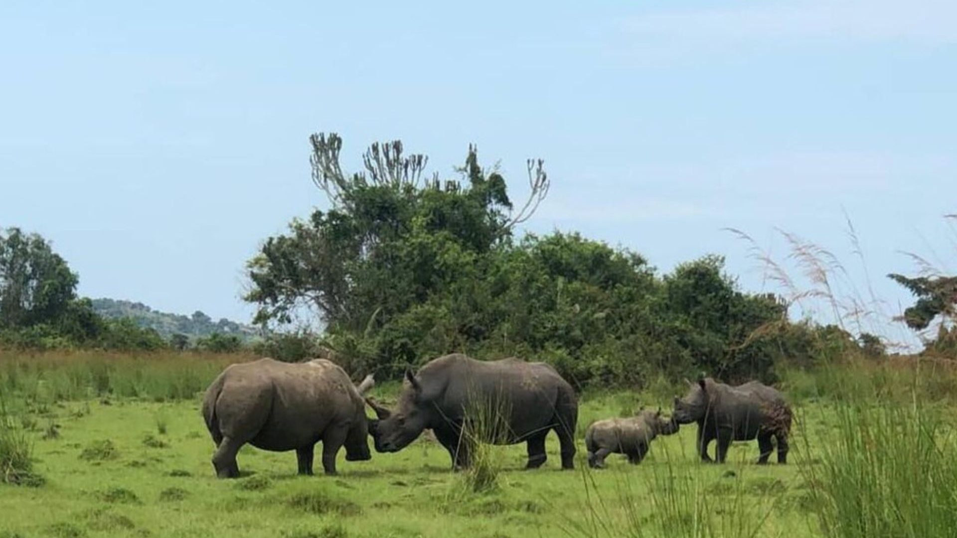 Poached to extinction, rhinos have returned to this Ugandan national park after 40 years