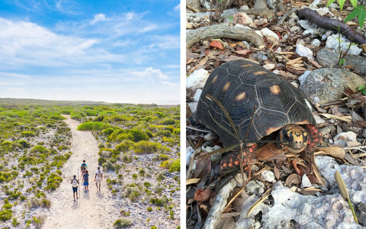 Left: Three people walk on sandy track; Right: Black turtle on rocks