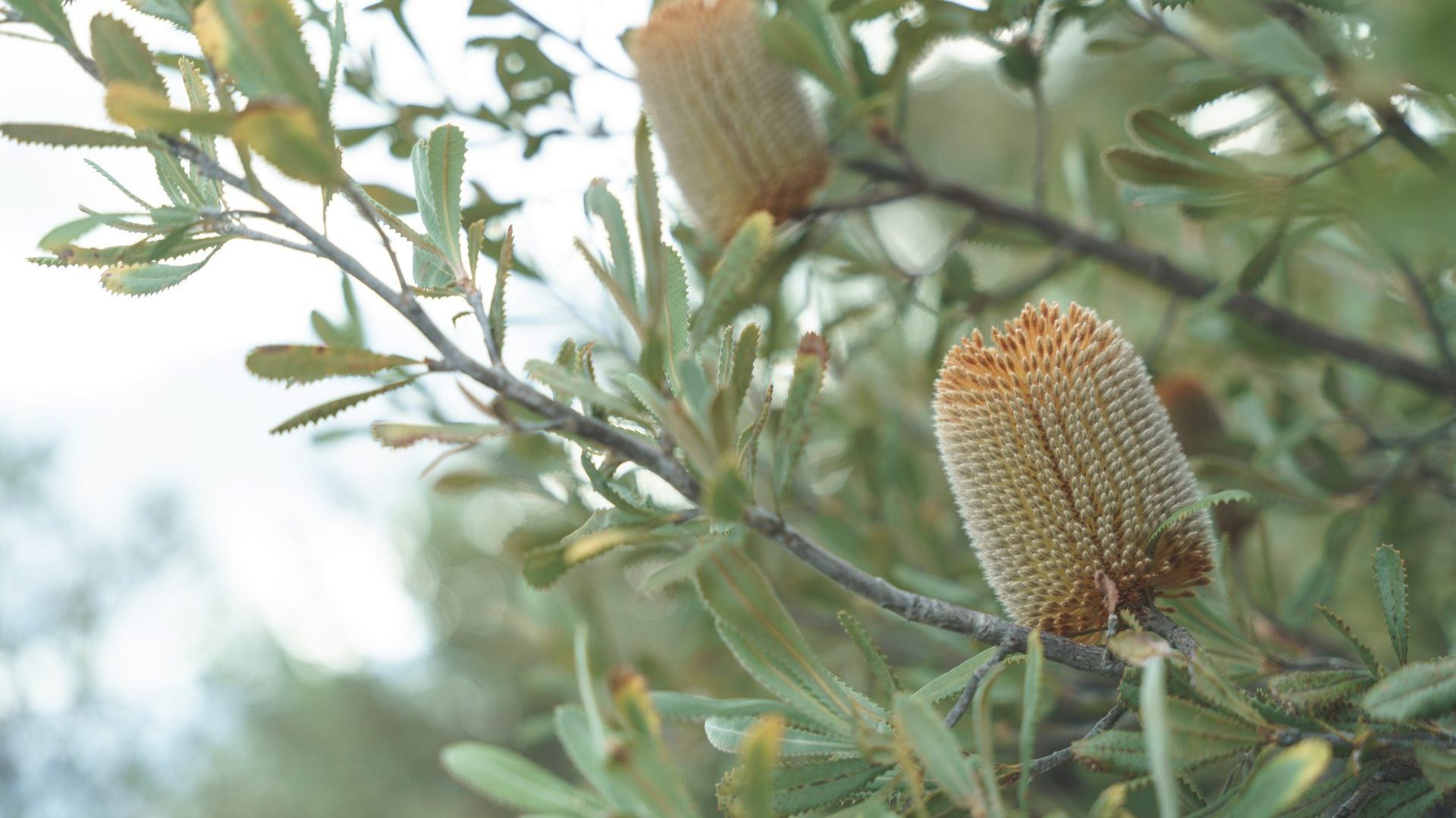 Yellow flowering plant on green bush.