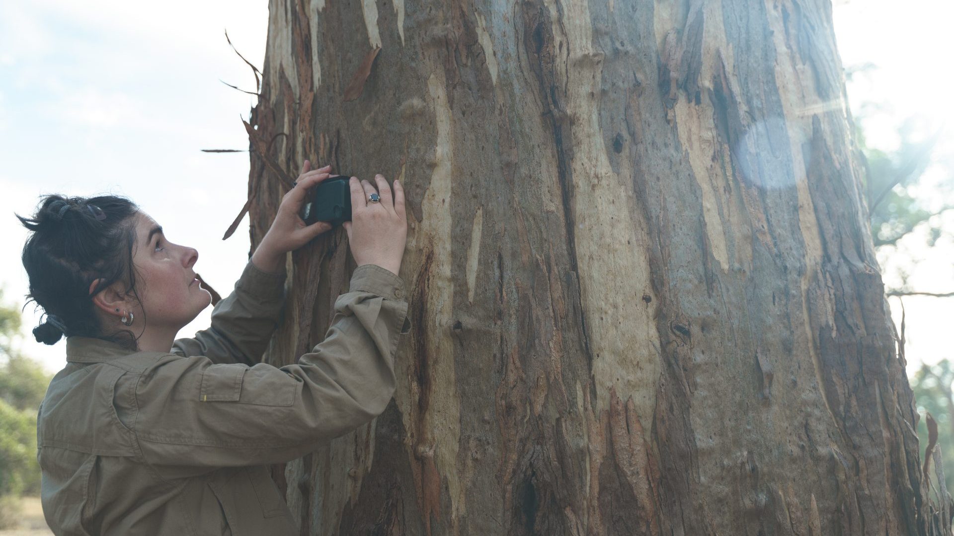 Woman holds up small monitoring black box against tree trunk.