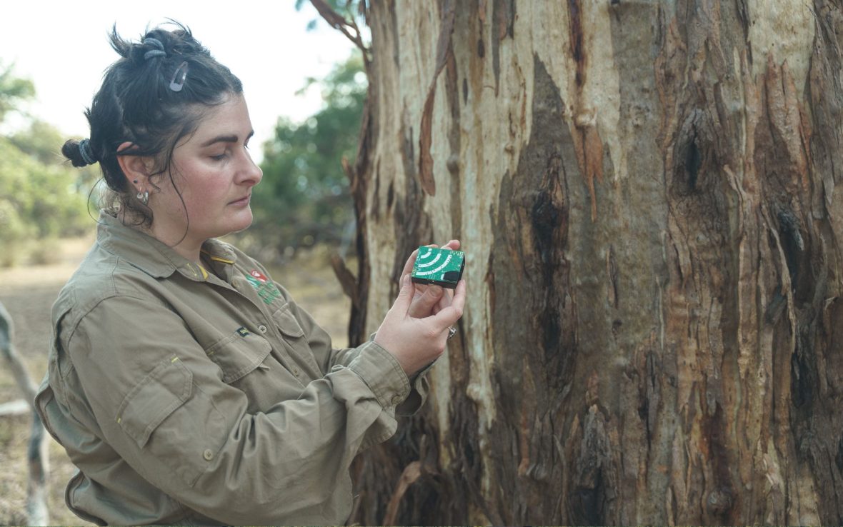 Banking on nature: This Australian bank is taking nature restoration into its own hands