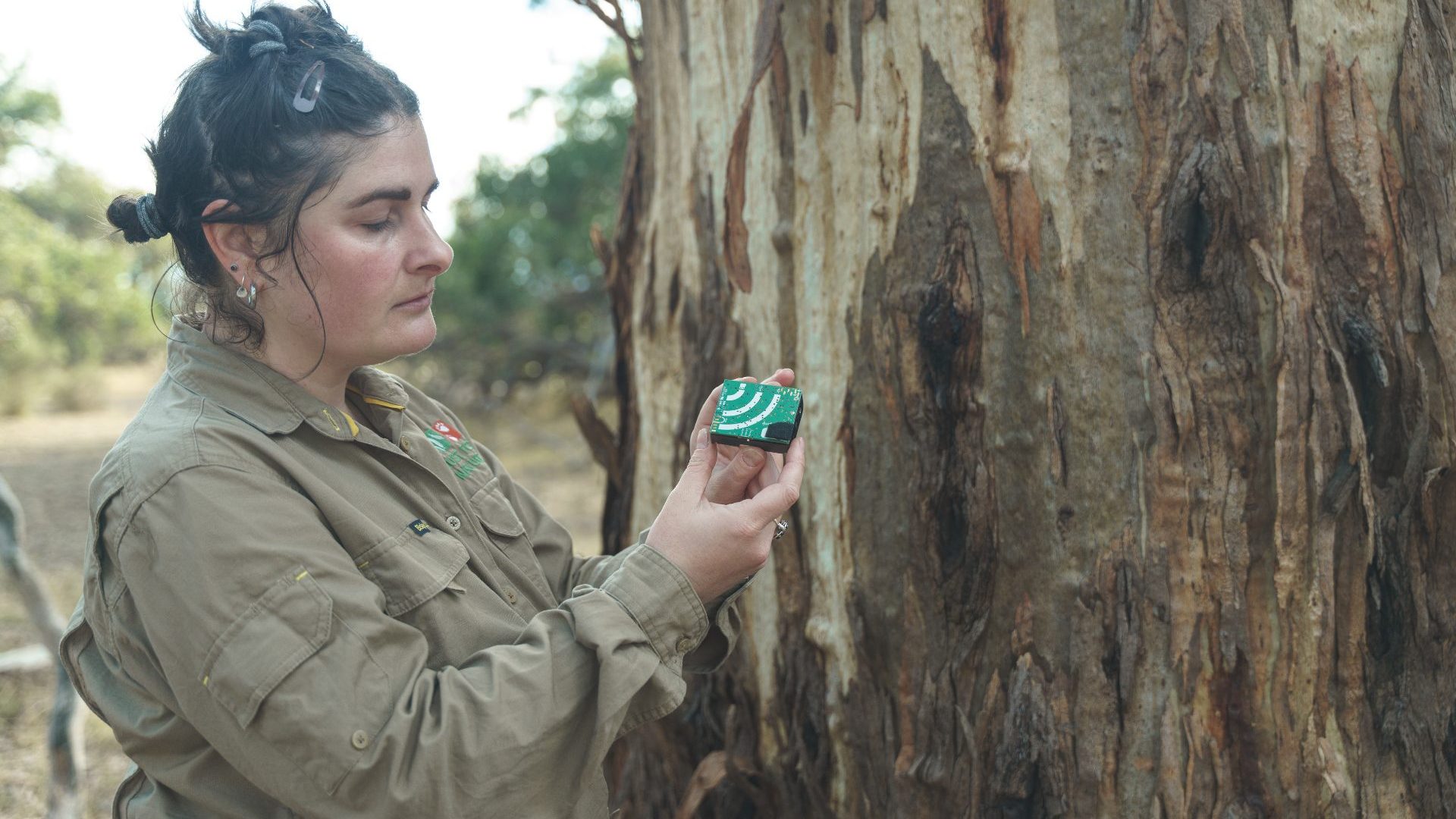 Banking on nature: This Australian bank is taking nature restoration into its own hands